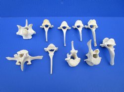 Wild Boar Vertebrae Bones, 2-1/2 to 3-7/8 inches - Buy these 10 for $1.80 each