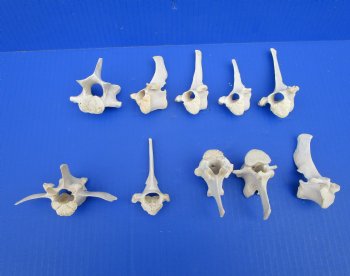 Wild Boar Vertebrae Bones, 2-1/2 to 3-7/8 inches - Buy these 10 for $1.80 each