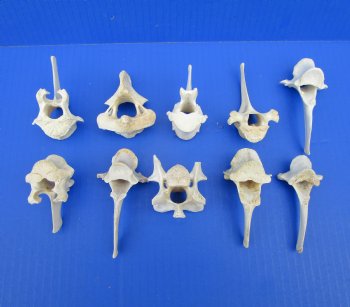 Wild Boar Vertebrae Bones, 2-1/2 to 3-3/4 inches - Buy these 10 for $1.80 each