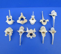 Wild Boar Vertebrae Bones, 2-1/2 to 3-3/4 inches - Buy these 10 for $1.80 each