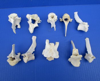 Wild Boar Vertebrae Bones, 2-1/2 to 3-3/4 inches - Buy these 10 for $1.80 each
