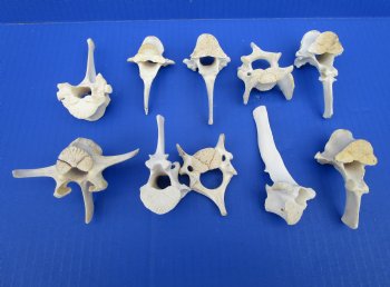 Wild Boar Vertebrae Bones, 2-1/2 to 3-7/8 inches - Buy these 10 for $1.80 each
