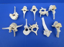 Wild Boar Vertebrae Bones, 2-1/2 to 3-7/8 inches - Buy these 10 for $1.80 each