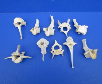 Wild Boar Vertebrae Bones, 2-1/2 to 3-7/8 inches - Buy these 10 for $1.80 each
