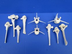 Large Wild Boar Vertebrae Bones for Crafts, 4-1/2 to 6 inches - Buy these 10 for $2.00 each