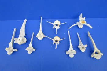 Large Wild Boar Vertebrae Bones for Crafts, 4-1/2 to 6 inches - Buy these 10 for $2.00 each