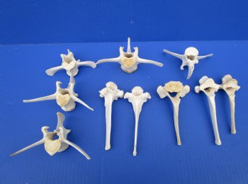 Large Wild Boar Vertebrae Bones for Crafts, 4-1/2 to 5 inches - Buy these 10 for $2.00 each