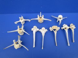 Large Wild Boar Vertebrae Bones for Crafts, 4-1/2 to 5 inches - Buy these 10 for $2.00 each