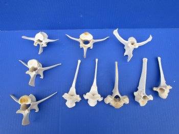 Large Wild Boar Vertebrae Bones for Crafts, 4-1/2 to 5 inches - Buy these 10 for $2.00 each
