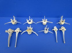 Large Wild Boar Vertebrae Bones for Crafts, 4 to 5-1/2 inches - Buy these 10 for $2.00 each