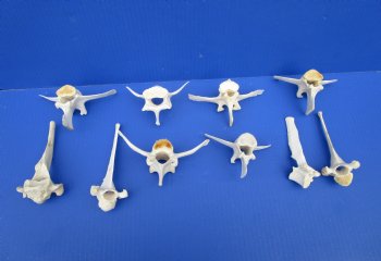 Large Wild Boar Vertebrae Bones for Crafts, 4 to 5-1/2 inches - Buy these 10 for $2.00 each