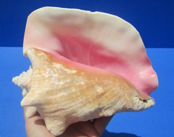 8-1/4 by 6-7/8 inches Queen Conch Shell, Pink Conch for $24.99