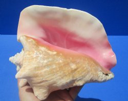 8-1/4 by 6-7/8 inches Queen Conch Shell, Pink Conch for $24.99