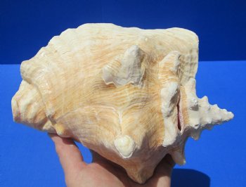 8-1/4 by 6-7/8 inches Queen Conch Shell, Pink Conch for $24.99