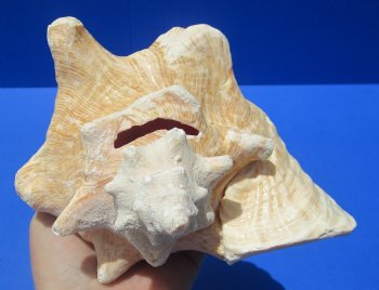 8-1/4 by 6-7/8 inches Queen Conch Shell, Pink Conch for $24.99