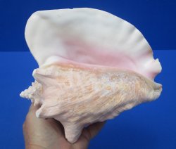 8-1/4 by 7-1/4 inches Queen Conch Shell, Pink Conch for $24.99