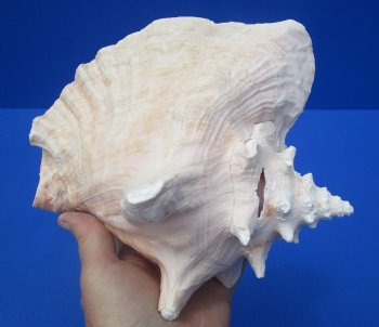 8-1/4 by 7-1/4 inches Queen Conch Shell, Pink Conch for $24.99