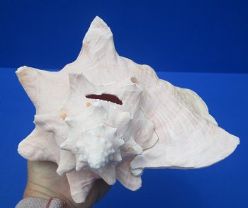 8-1/4 by 7-1/4 inches Queen Conch Shell, Pink Conch for $24.99