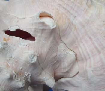 8-1/4 by 7-1/4 inches Queen Conch Shell, Pink Conch for $24.99