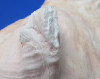 8-1/4 by 7-1/4 inches Queen Conch Shell, Pink Conch for $24.99