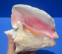 8-1/4 by 7-1/4 inches Queen Conch Shell, Pink Conch for $24.99