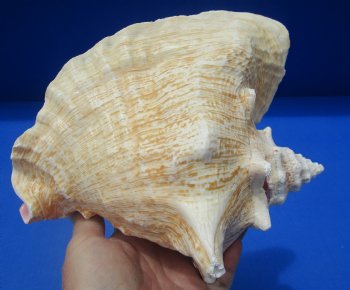 8-1/4 by 7-1/4 inches Queen Conch Shell, Pink Conch for $24.99