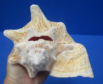 8-1/4 by 7-1/4 inches Queen Conch Shell, Pink Conch for $24.99