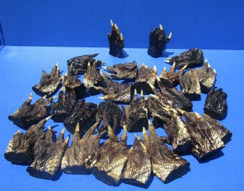 3 to 5 inches Bulk Louisiana Alligator Feet for Crafts, Sealed with Shiny Polyurethane  - Buy these 30 for $3.166 each