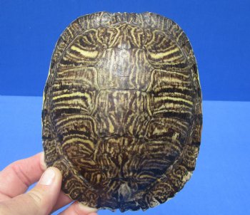 5-3/4 by 4-3/4 inches Red Eared Slider Turtle Shell for $19.99