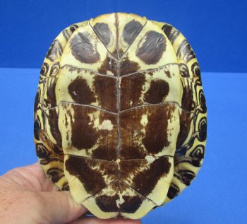 5-3/4 by 4-3/4 inches Red Eared Slider Turtle Shell for $19.99