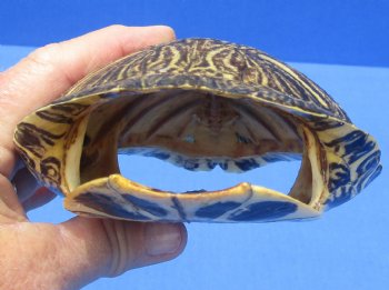 5-3/4 by 4-3/4 inches Red Eared Slider Turtle Shell for $19.99