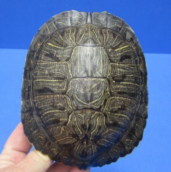 5-3/8 by 4-1/2 inches Red Eared Slider Turtle Shell for $19.99