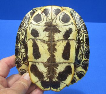 5-3/8 by 4-1/2 inches Red Eared Slider Turtle Shell for $19.99