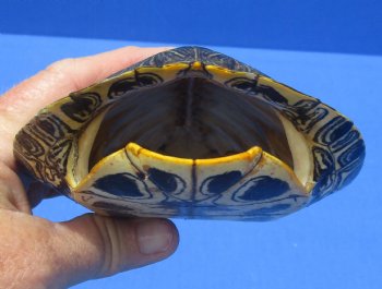 5-3/8 by 4-1/2 inches Red Eared Slider Turtle Shell for $19.99
