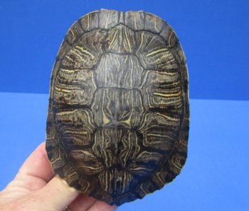 5-1/4 by 4-1/8 inches Red Eared Slider Turtle Shell for $19.99