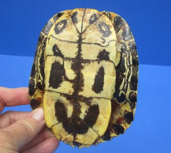 5-1/4 by 4-1/8 inches Red Eared Slider Turtle Shell for $19.99