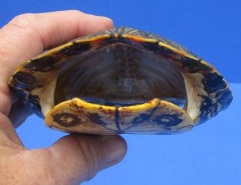 5-1/4 by 4-1/8 inches Red Eared Slider Turtle Shell for $19.99