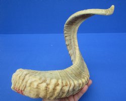 28-1/4 inches African Merino Ram, Sheep Horn - Buy this for $34.99