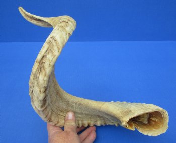 28-1/4 inches African Merino Ram, Sheep Horn - Buy this for $34.99