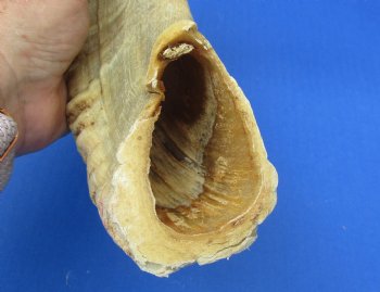 28-1/4 inches African Merino Ram, Sheep Horn - Buy this for $34.99