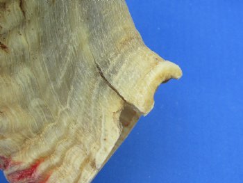28-1/4 inches African Merino Ram, Sheep Horn - Buy this for $34.99