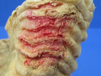 28-1/4 inches African Merino Ram, Sheep Horn - Buy this for $34.99