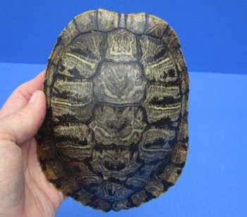 6-1/4 by 4-3/4 inches Red Eared Slider Turtle Shell for $21.99