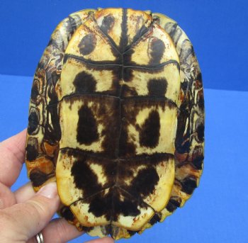 6-1/4 by 4-3/4 inches Red Eared Slider Turtle Shell for $21.99