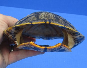 6-1/4 by 4-3/4 inches Red Eared Slider Turtle Shell for $21.99