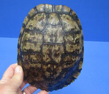 6-3/4 by 5-1/4 inches Red Eared Slider Turtle Shell for $21.99