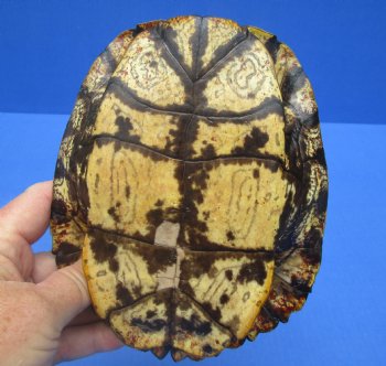 6-3/4 by 5-1/4 inches Red Eared Slider Turtle Shell for $21.99
