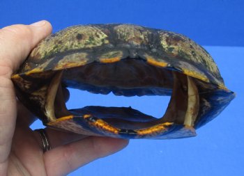 6-3/4 by 5-1/4 inches Red Eared Slider Turtle Shell for $21.99