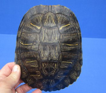 6-3/4 by 5-1/2 inches Red Eared Slider Turtle Shell for $21.99