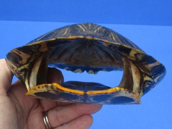 6-3/4 by 5-1/2 inches Red Eared Slider Turtle Shell for $21.99